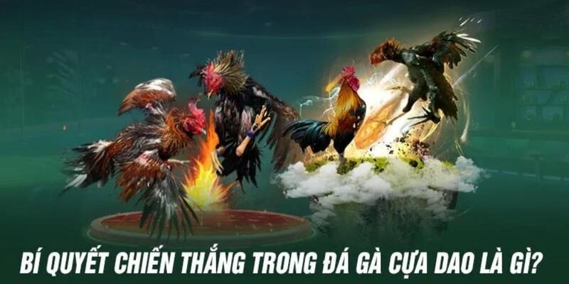 Mẹo nhỏ từ cao thủ tăng cơ hội thắng cược chọi gà cựa dao