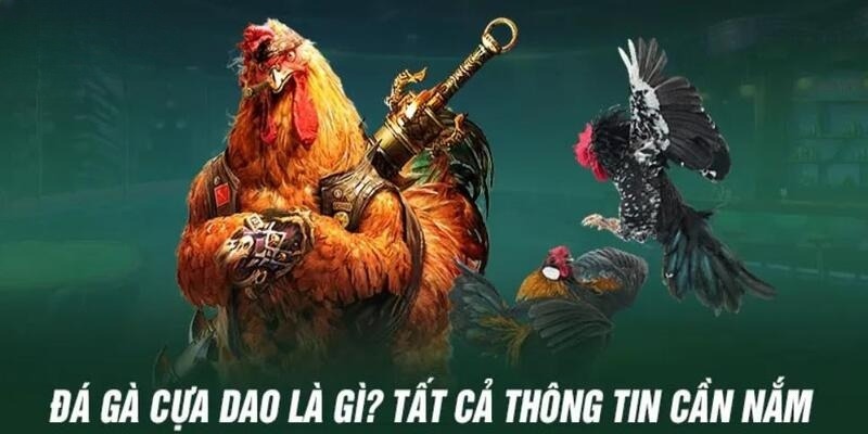 Đá gà cựa dao