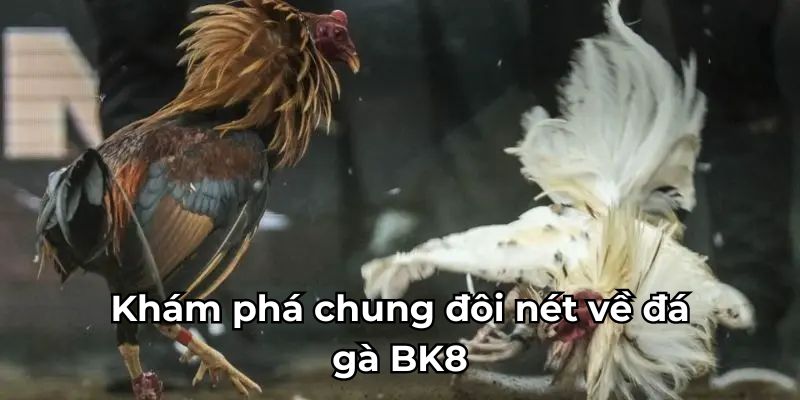 Khám phá chung đôi nét về đá gà BK8